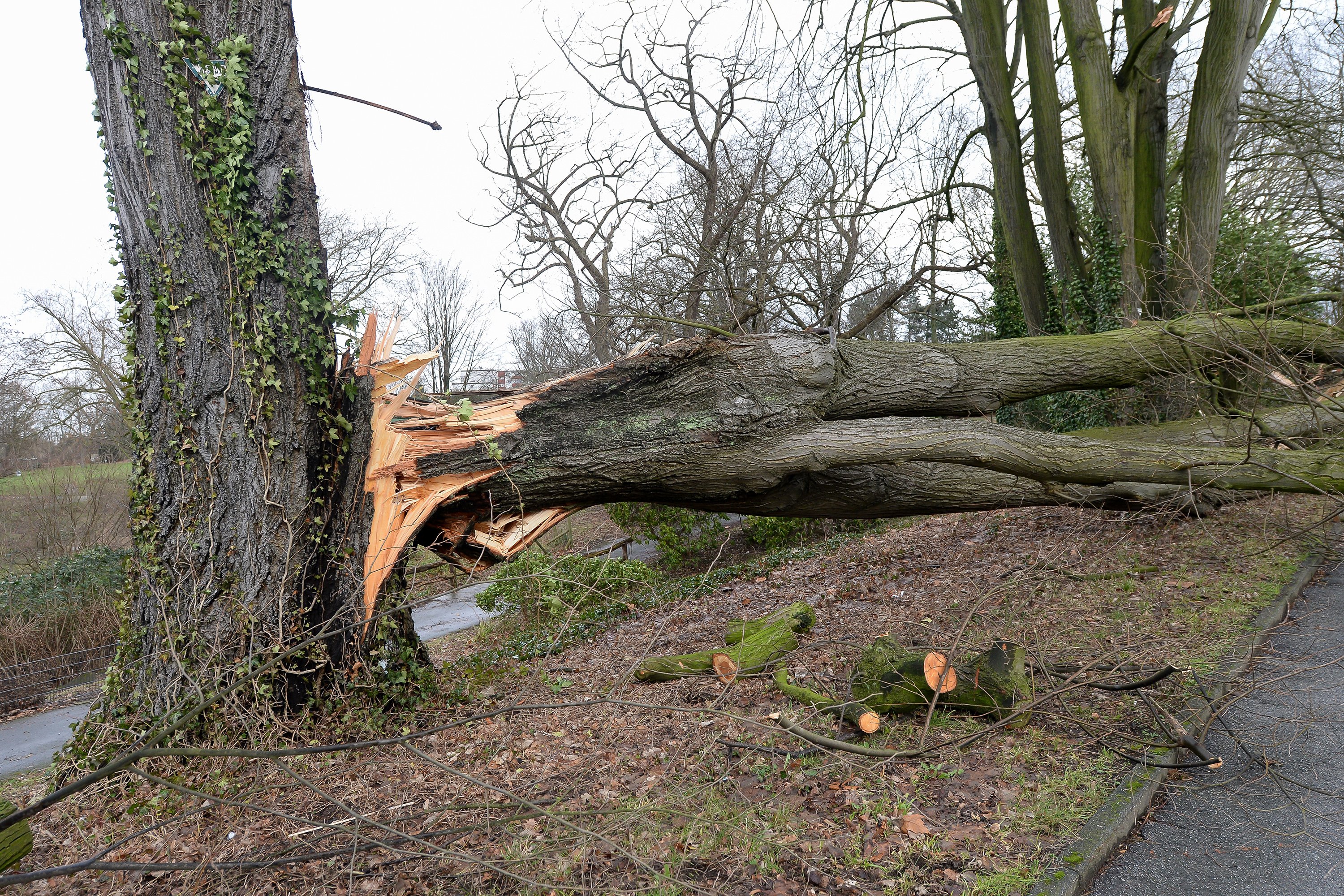 Sturm- und Orkanböen treffen auf eine vorgeschädigte Vegetation, verbreitet sind Behinderungen möglich. Quelle: WetterOnline