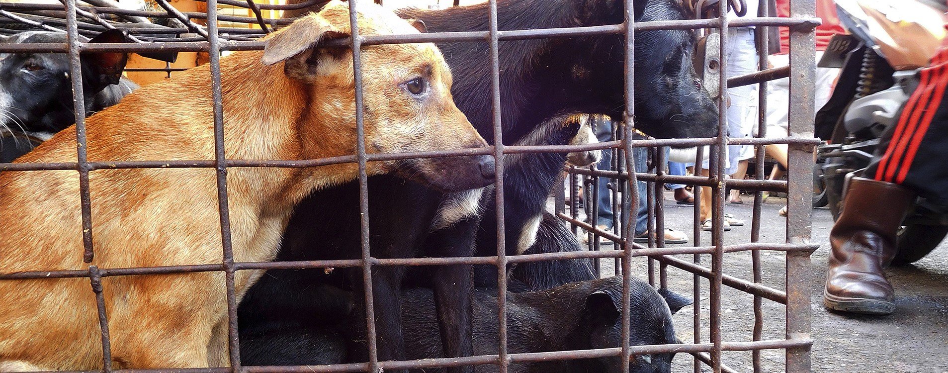 Auf einem Tiermarkt soll das Corona-Virus auf Menschen übergesprungen sein. © Picture Alliance / AP