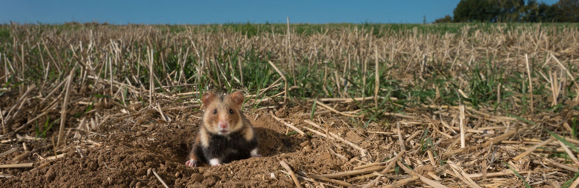 www.deutschewildtierstiftung.de