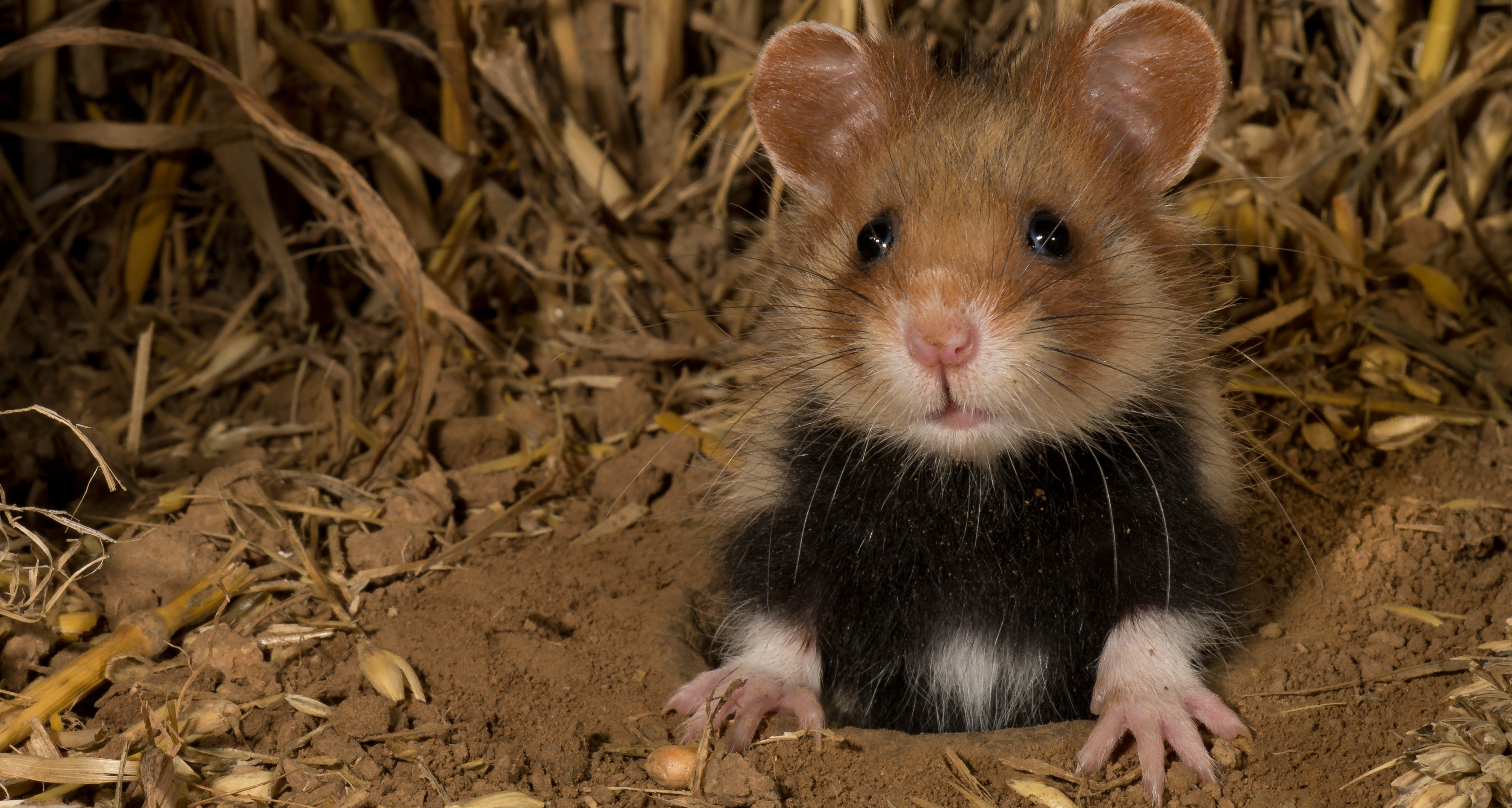 www.deutschewildtierstiftung.de