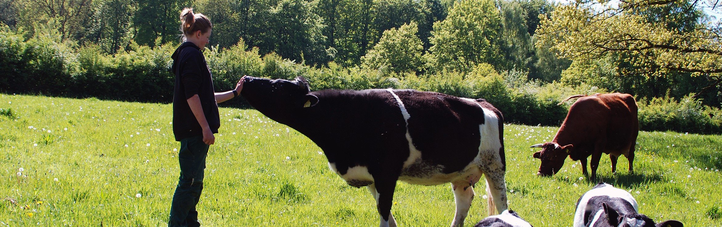 Einfühlungsvermögen ist eine wichtige Eigenschaft als Tierpflegerin, die sich Jette Reimer bei der Arbeit mit den Tieren angeeignet hat. Hier ist sie auf der Weide mit dem Schwarzbunten Niederungsrind und dem Siegerländer Rotvieh zu sehen. Foto: LWL/Lakenbrink