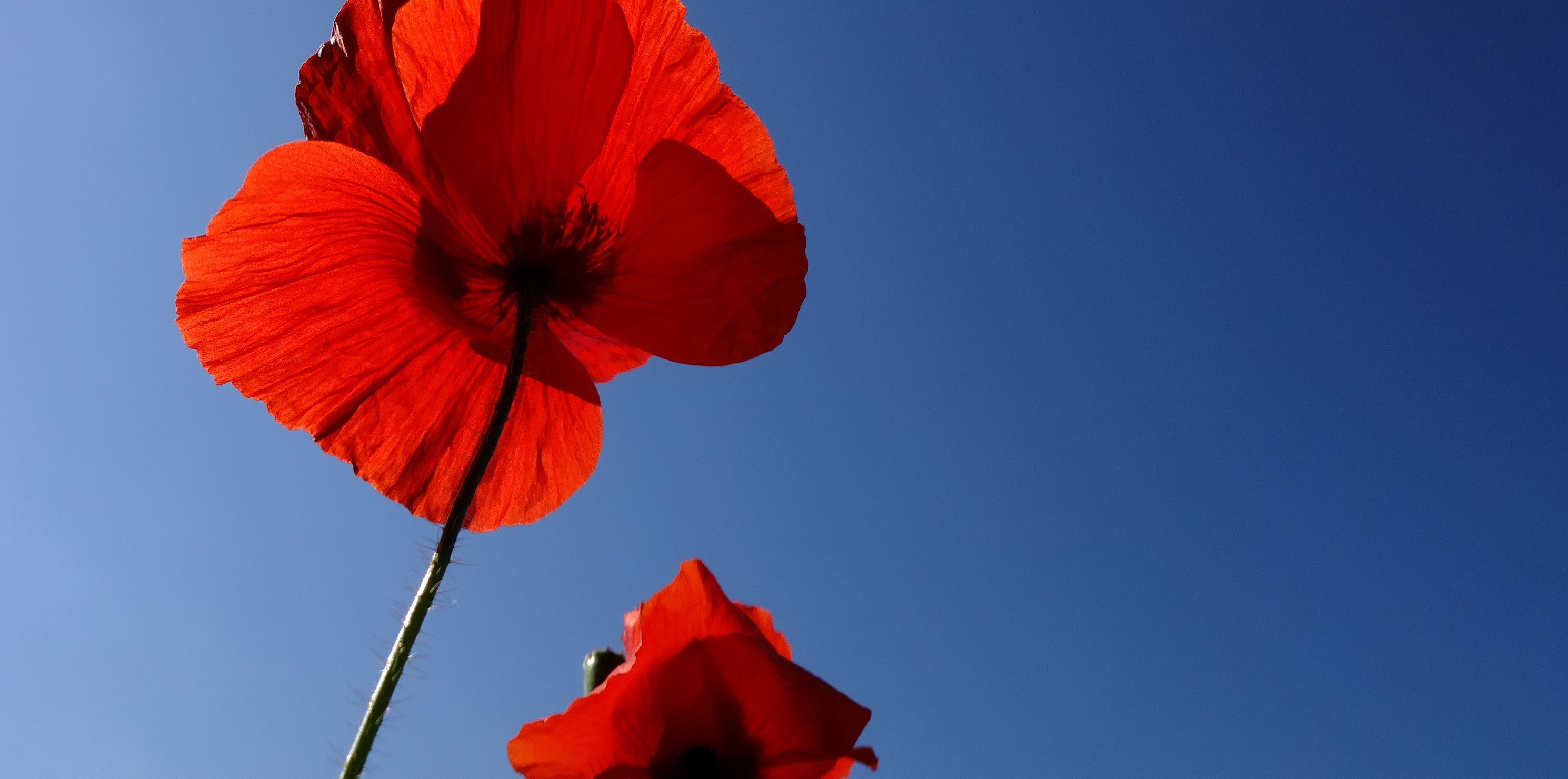 Mohn leuchtet vor einem wolkenlosen Mai-Himmel.  Quelle: WetterOnline