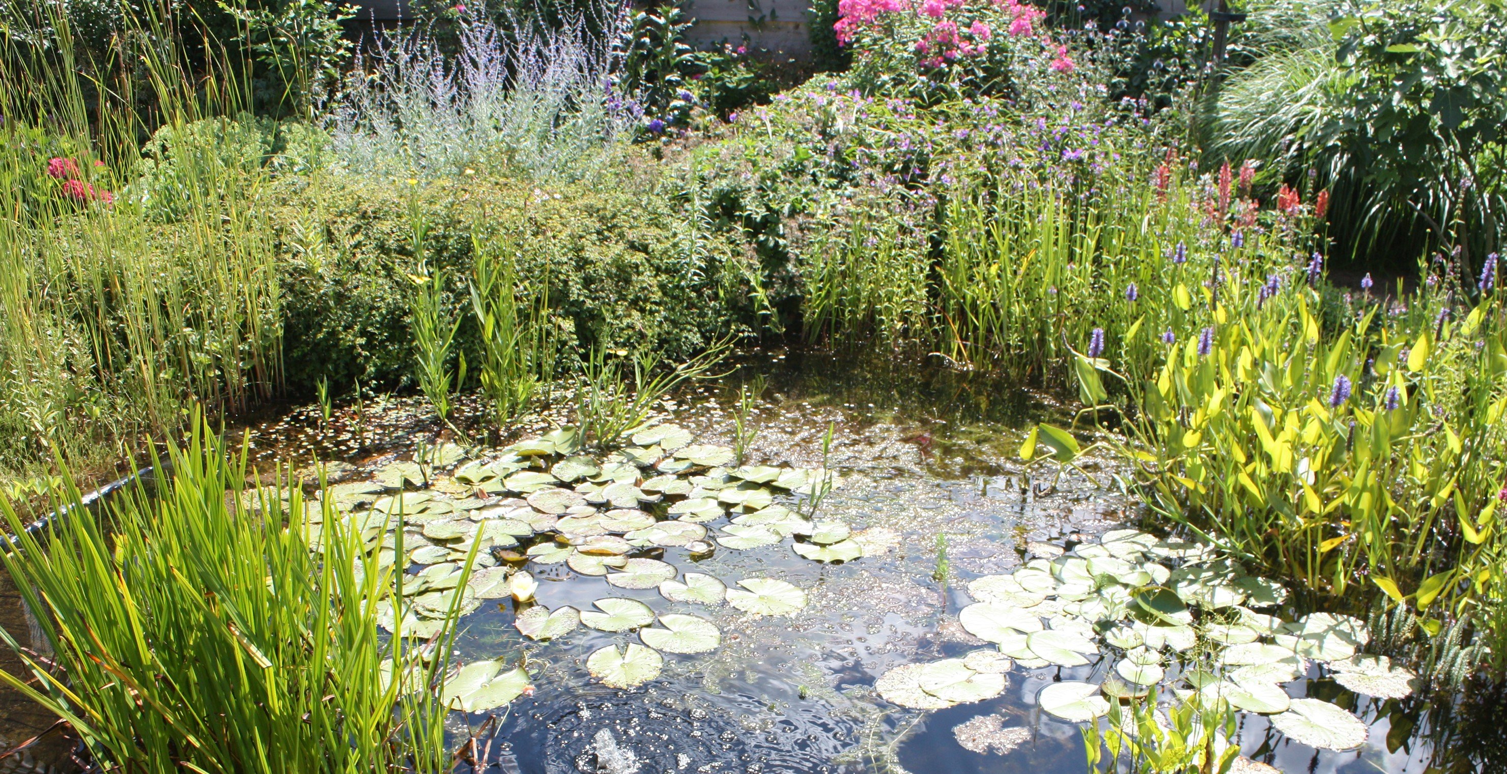 Ein naturnaher Gartenteich ist Herberge für zahlreiche Tiere und Pflanzen. Er ist zudem eine nützliche Klimanalage im Garten. Quelle: WetterOnline