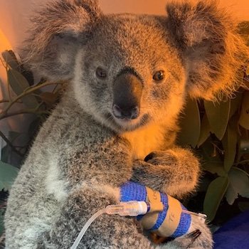 Kleiner Koala, großes WunderKoala-Weibchen Maryanne am Tropf © RSPCA Queensland Wildlife Hospital