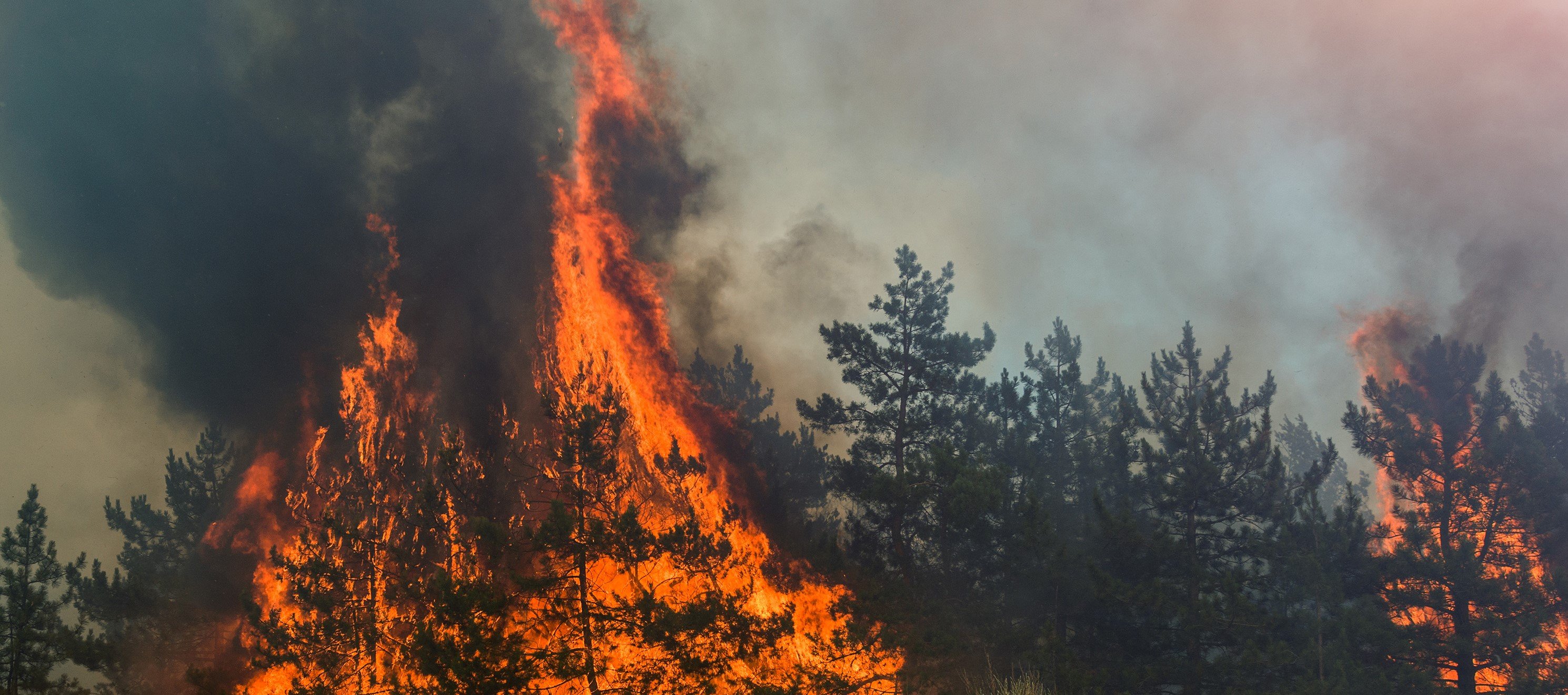 In Deutschland herrscht regional große Waldbrandgefahr. Quelle: WetterOnline