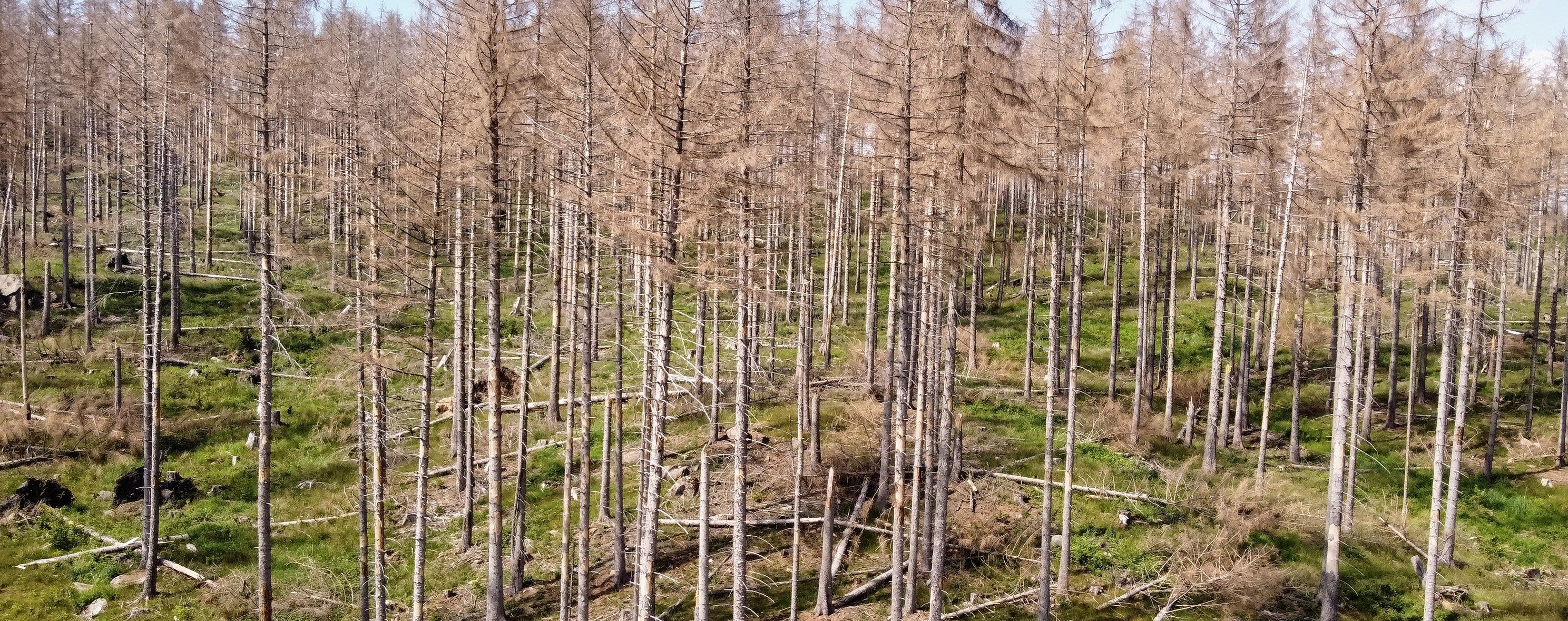 Durch die Trockenheit geschädigte Nadelbäume werden schnell zu Sturmopfern. Quelle: WetterOnline