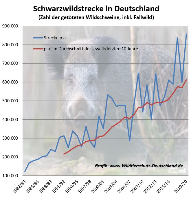 Bildrechte:     Wildtierschutz Deutschland e.V. Fotograf: Wildtierschutz Deutschland e.V.