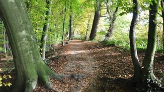 Buchenberg Wanderweg © Steinfurt Marketing und Touristik e.V.