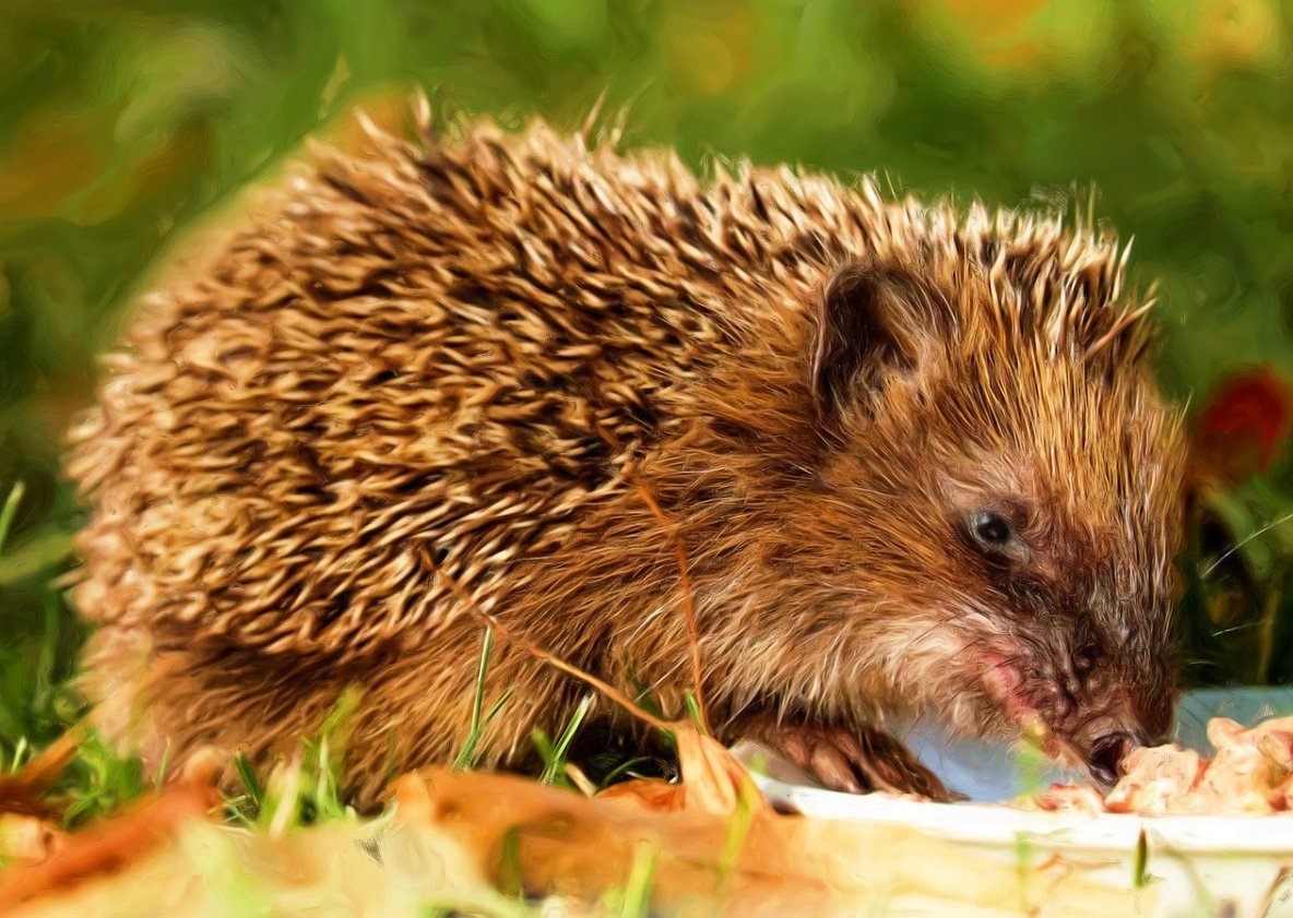 Nicht alle Igel brauchen Hilfe