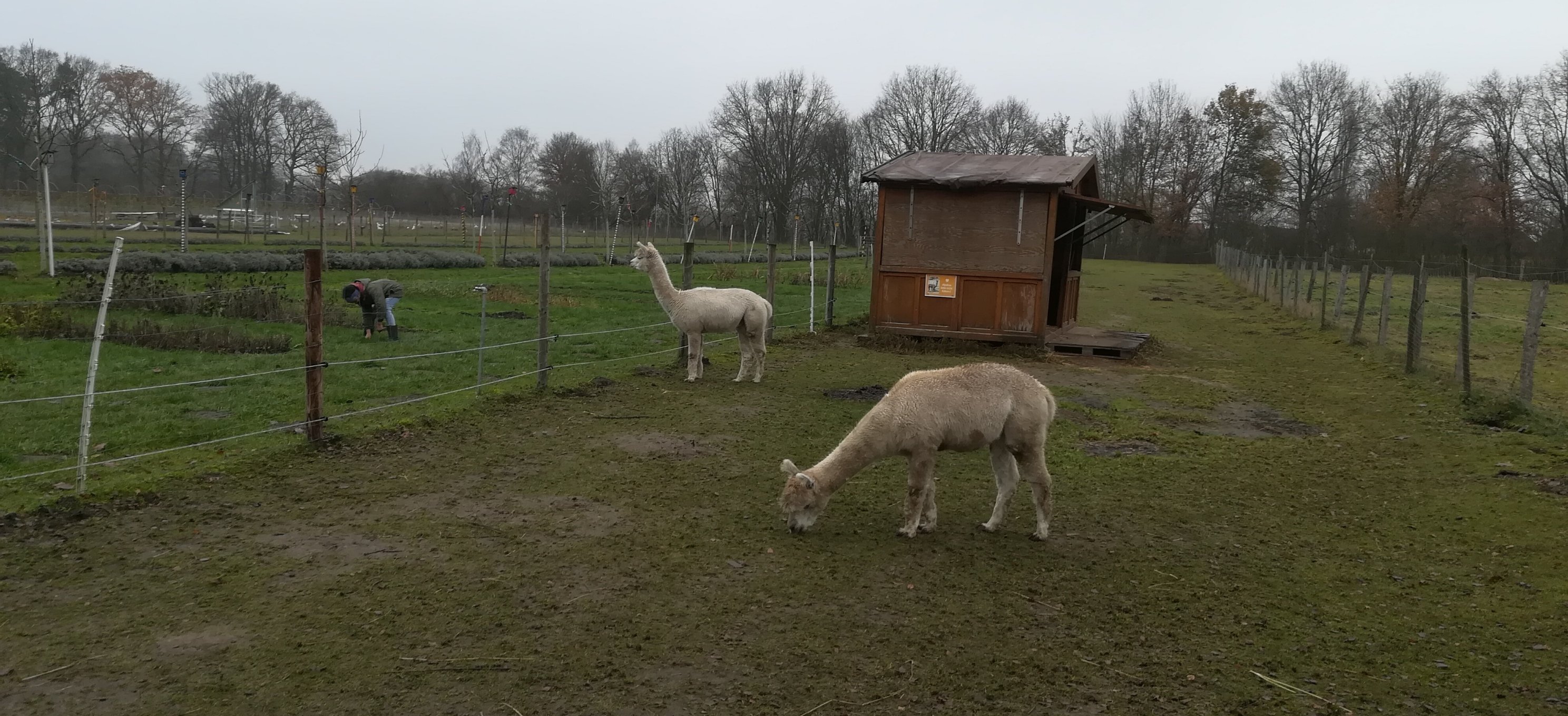 Alpakas auf dem Gut Kinderhaus