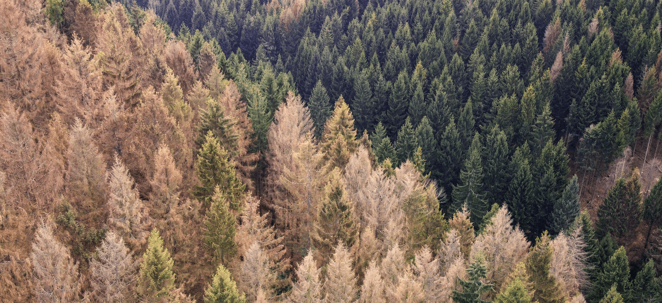 Mit 710 Litern pro Quadratmeter ist 2020 ein weiteres überdurchschnittlich trockenes Jahr. Auch der Wald leidet unter der Trockenheit.