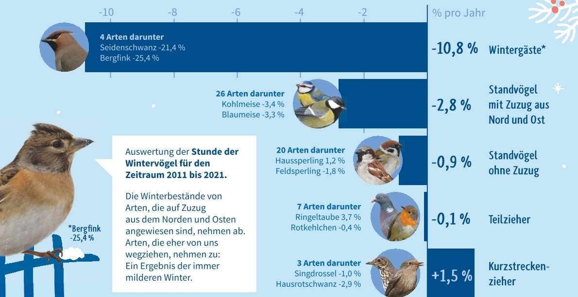 Milde Winter, weniger Vogelsichtungen. NABU/Stunde der Wintervögel