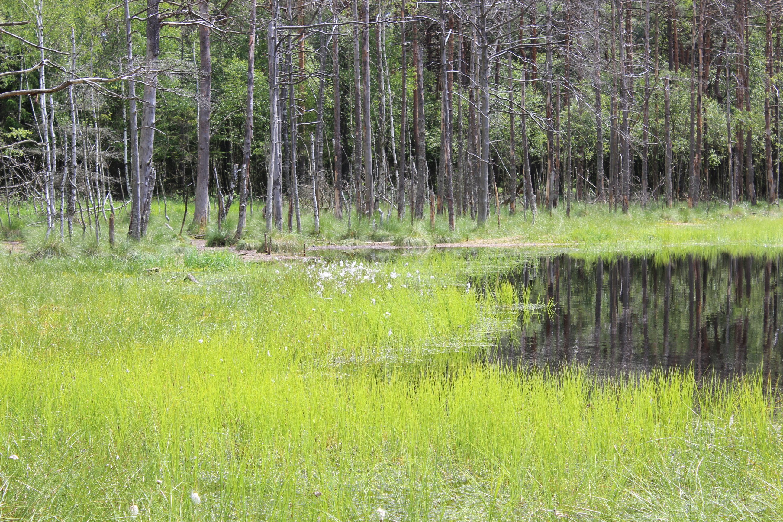 Moorlandschaft in Westpommern NABU/Ronja Herzberg