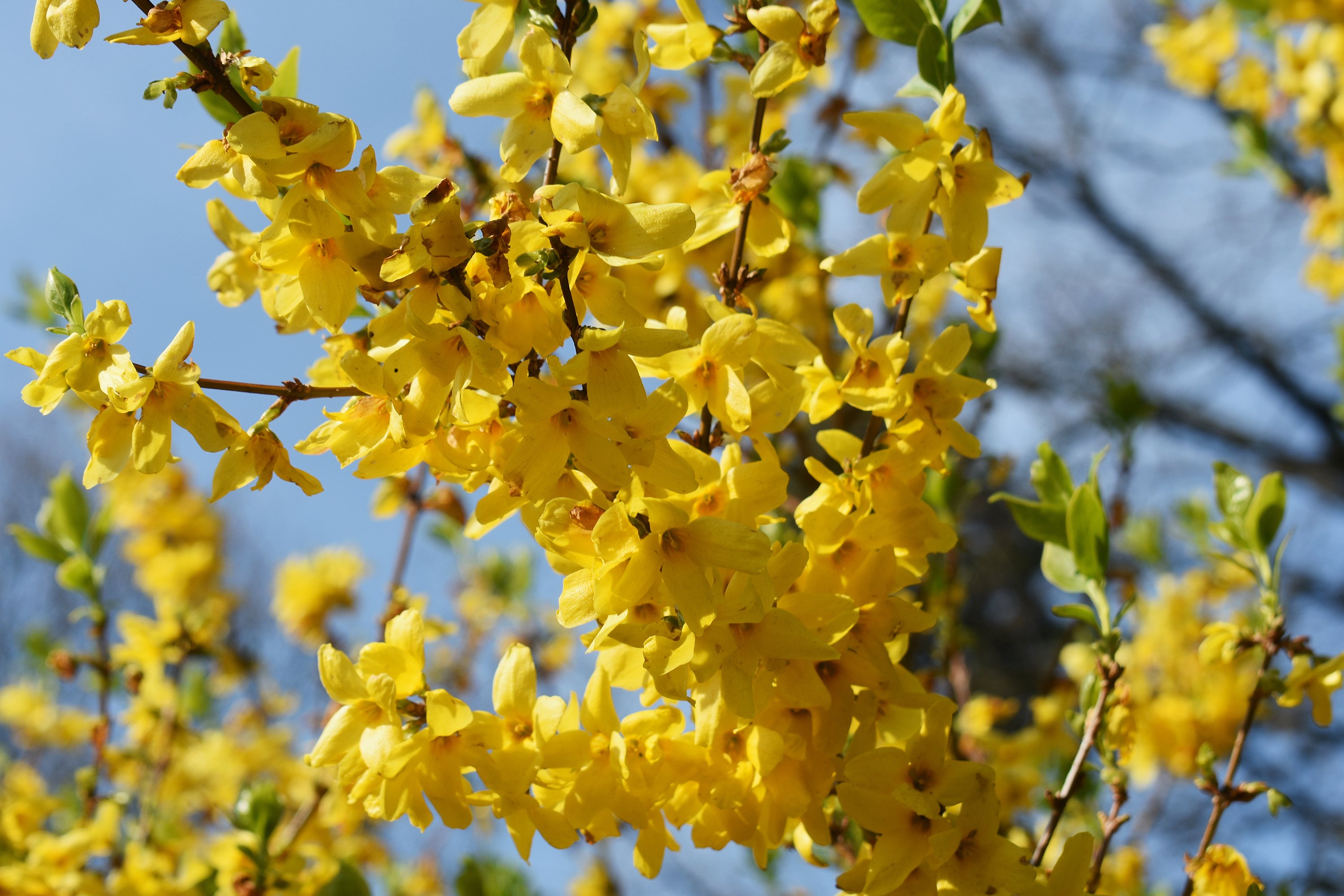 Dem Blühbeginn der Forsythie ist eine Grünlandtemperatursumme von 200 Grad zugeordnet. / WetterOnline