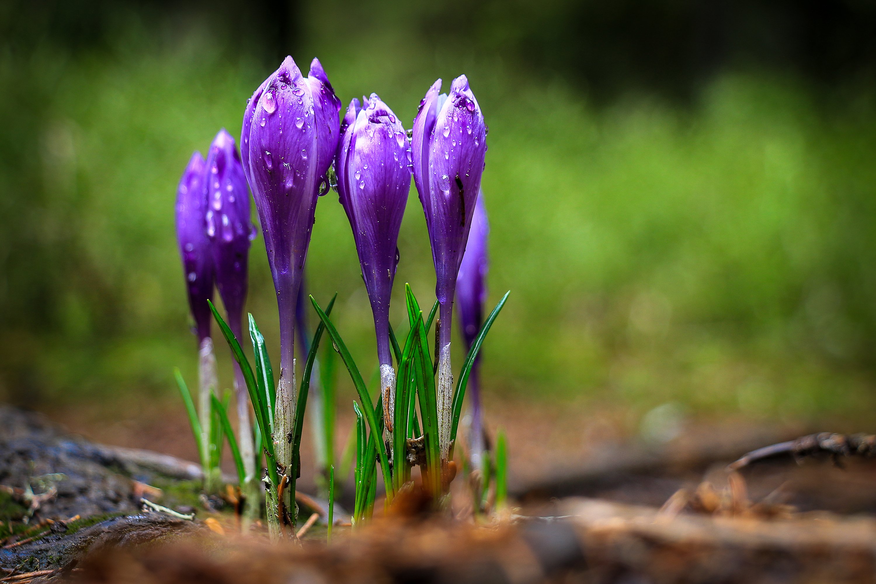 Frühlingserwachen: Die ersten Krokusse blühen bereits. Quelle: WetterOnline