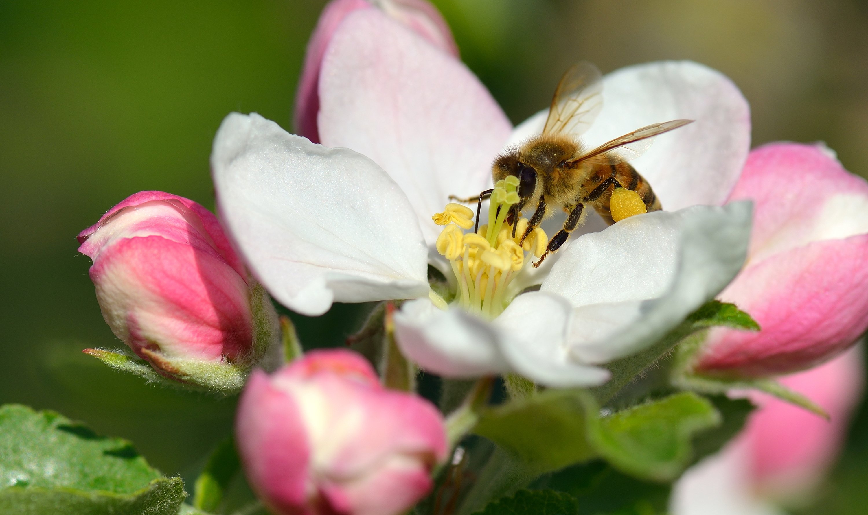 Den phänologischen Vollfrühling zeigt die Apfelblüte an./WetterOnline