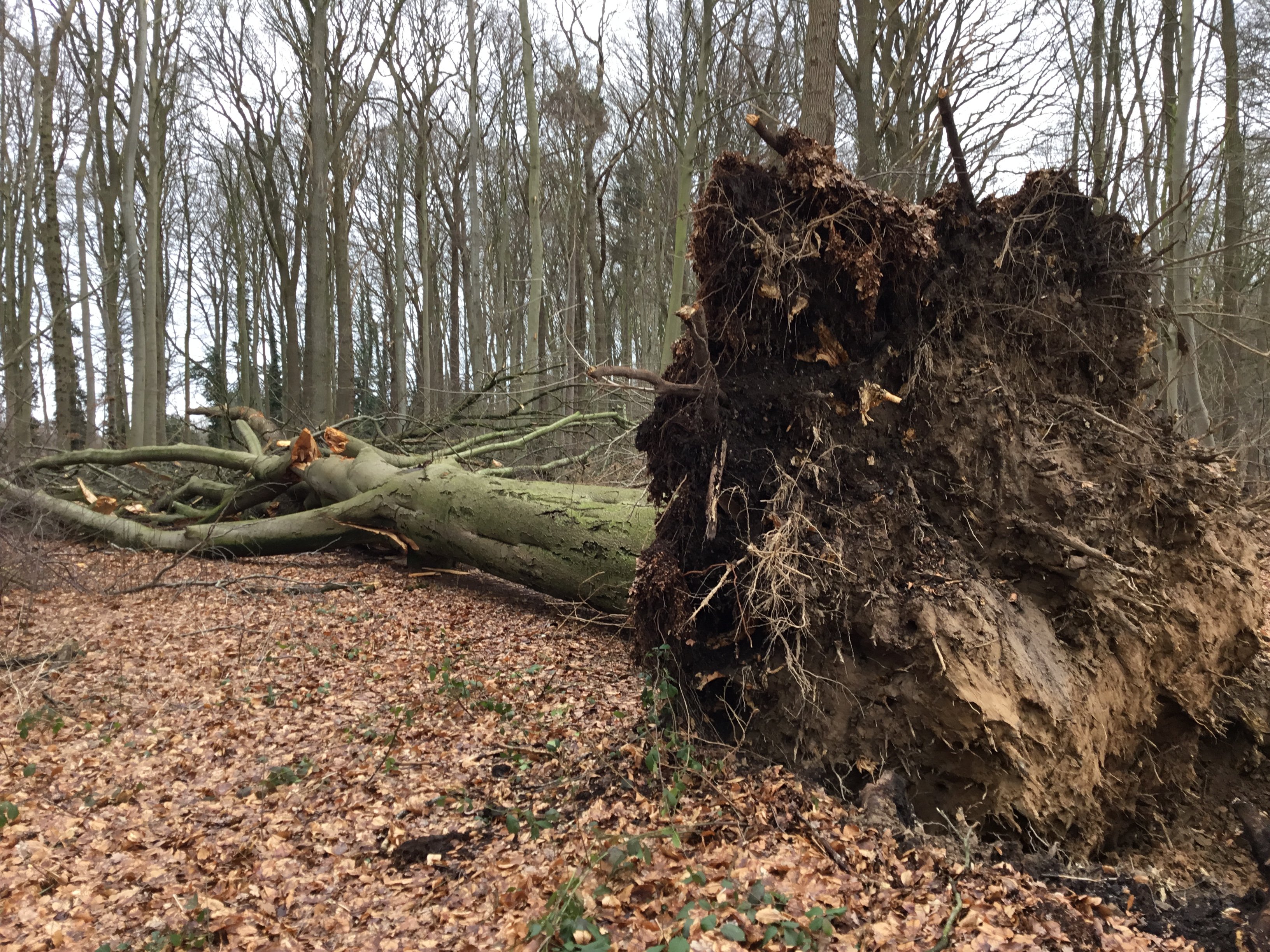 Eine stattliche Buche hat den Februar-Stürmen im Wald nicht standgehalten./Stadt Münster