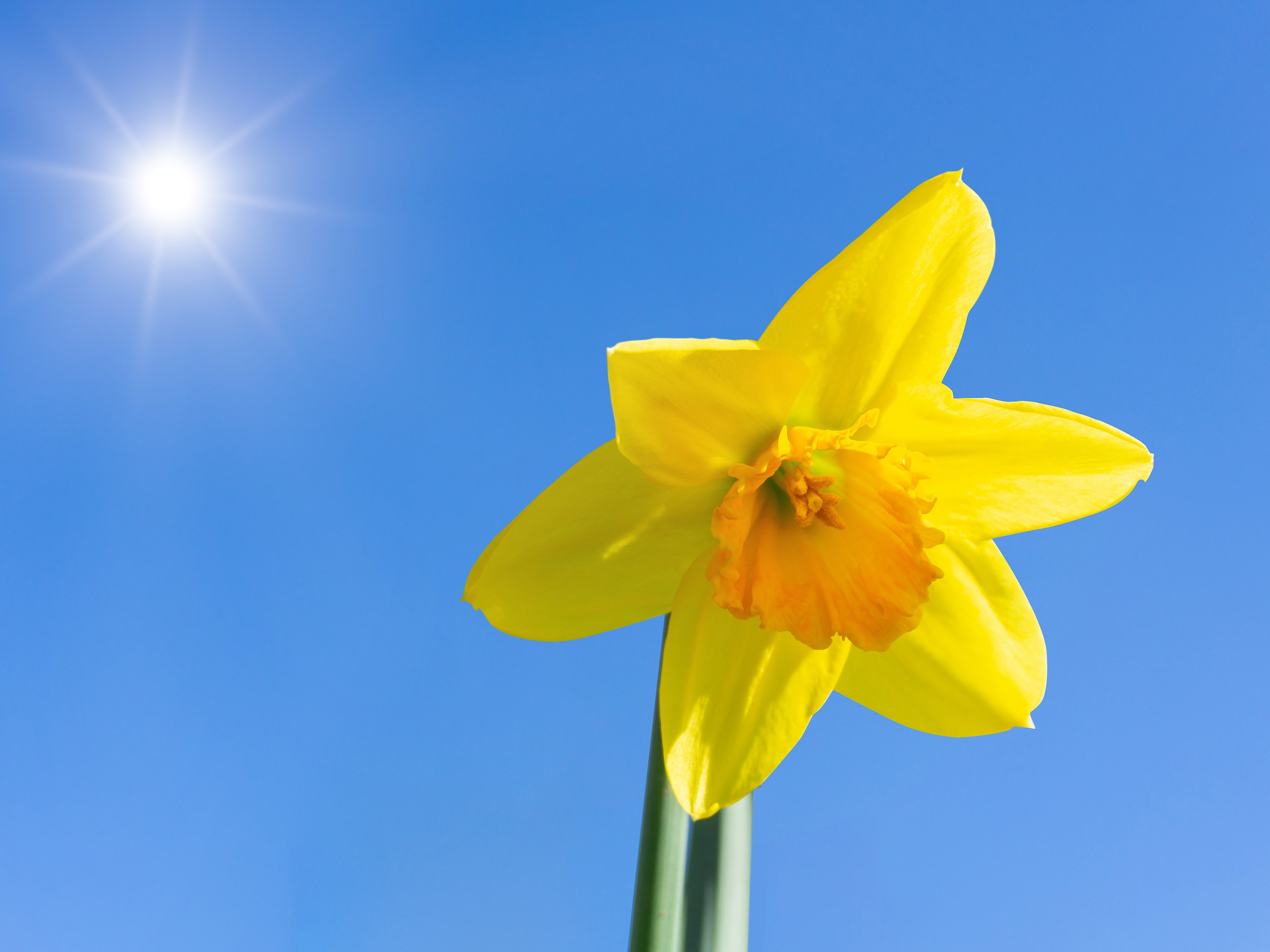 Landesweit scheint die Sonne von früh bis spät. Narzissen strahlen mit ihr um die Wette./ WetterOnline