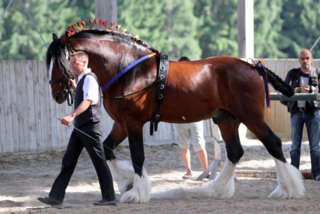 Shire Horse / © Shire Connection Schönborn