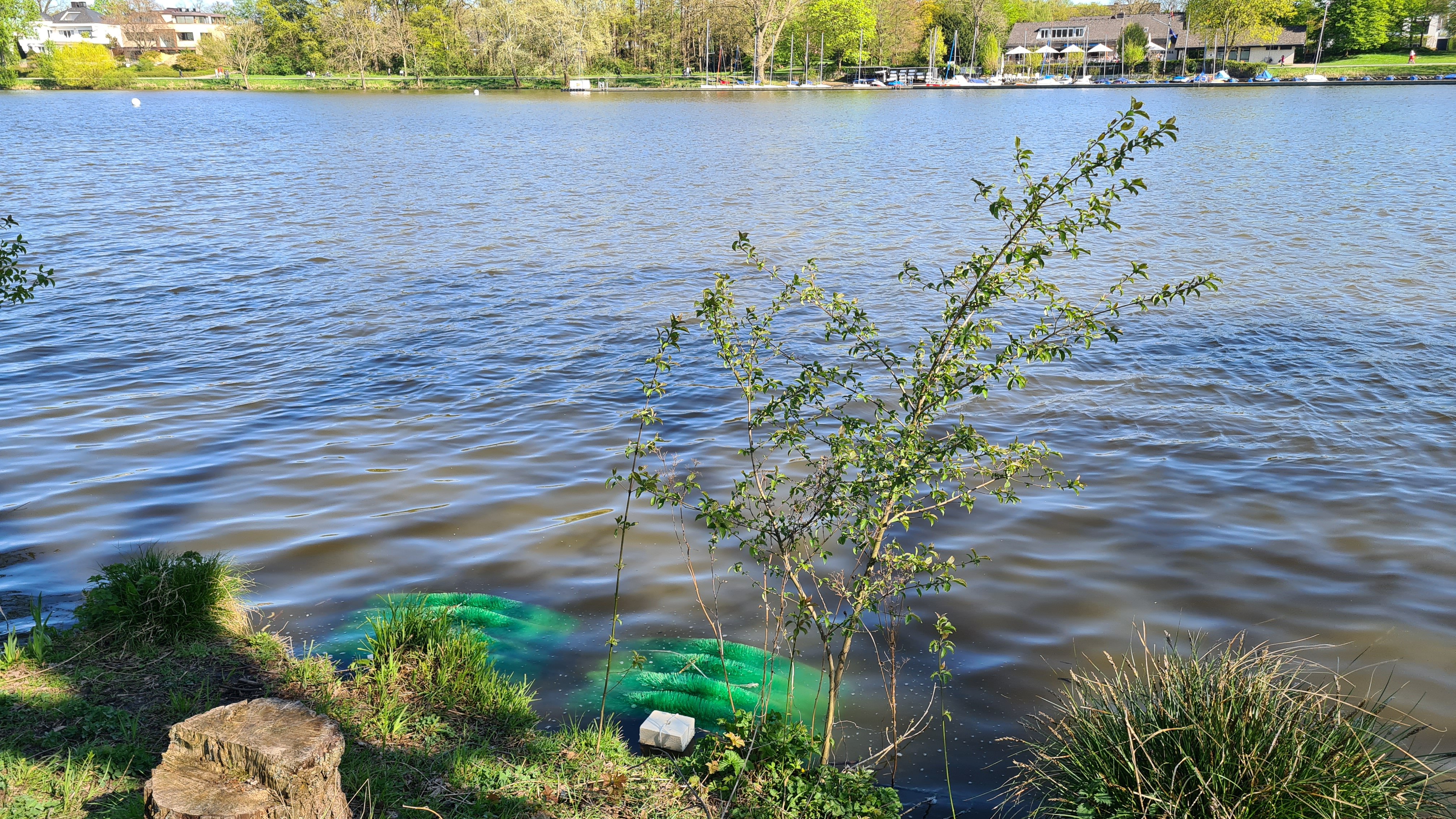 Laichnester am Ufer des Aasees. Sie werden in etwa ein Meter Wassertiefe positioniert./Stadt Münster.