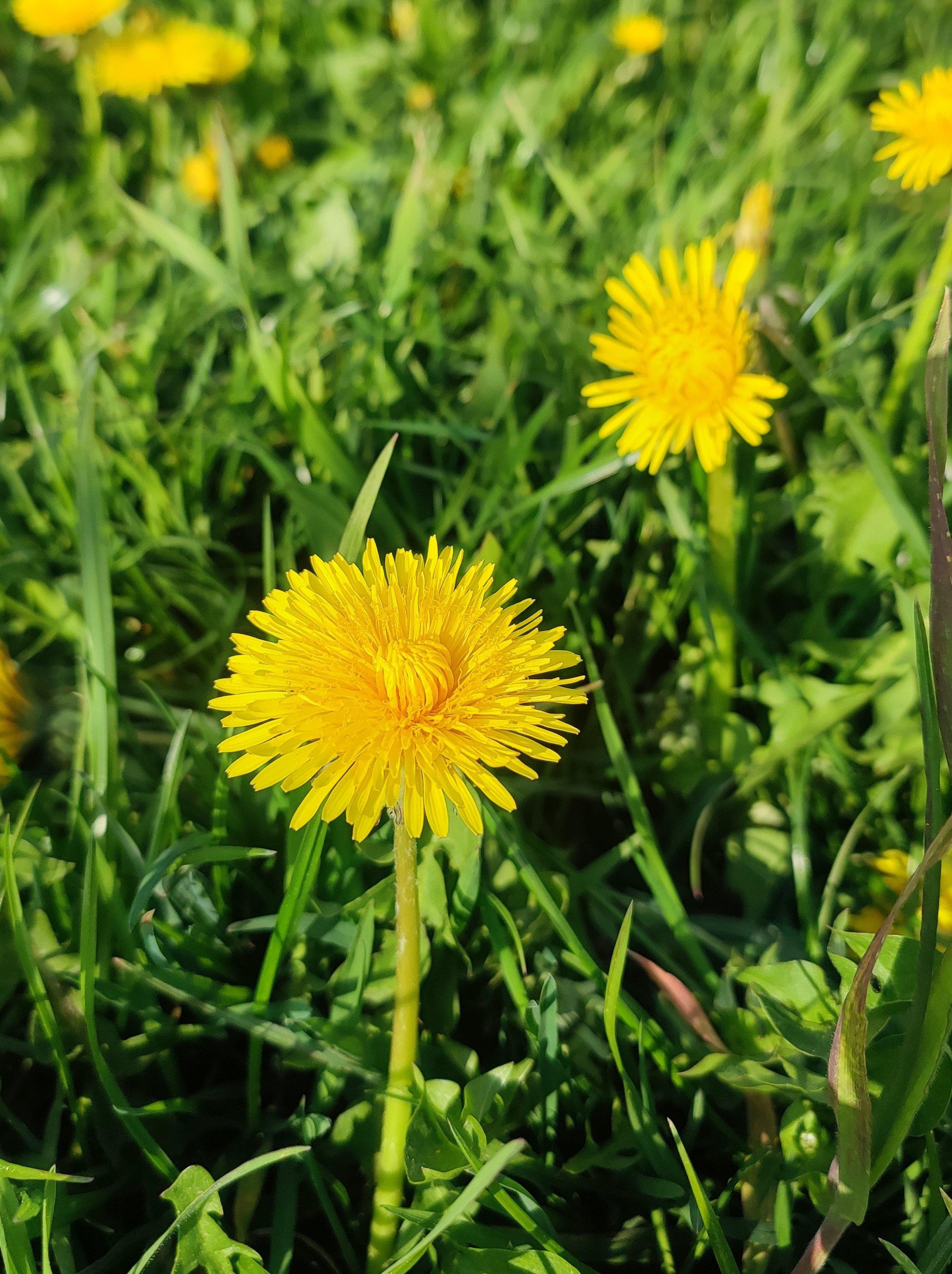 Löwenzahn hat seine Hauptblütezeit von April bis Mai. Durch menschlichen Einfluss ist er mittlerweile weit verbreitet./LWL/Mohr