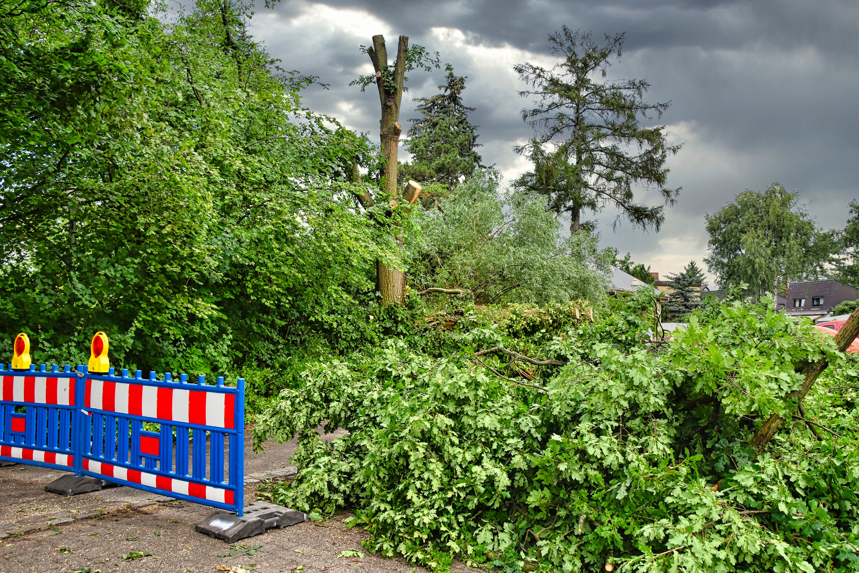 Auf seiner Zugbahn knickt ein Tornado Bäume wie Streichhölzer um, oder entwurzelt sie gleich vollständig./WetterOnline