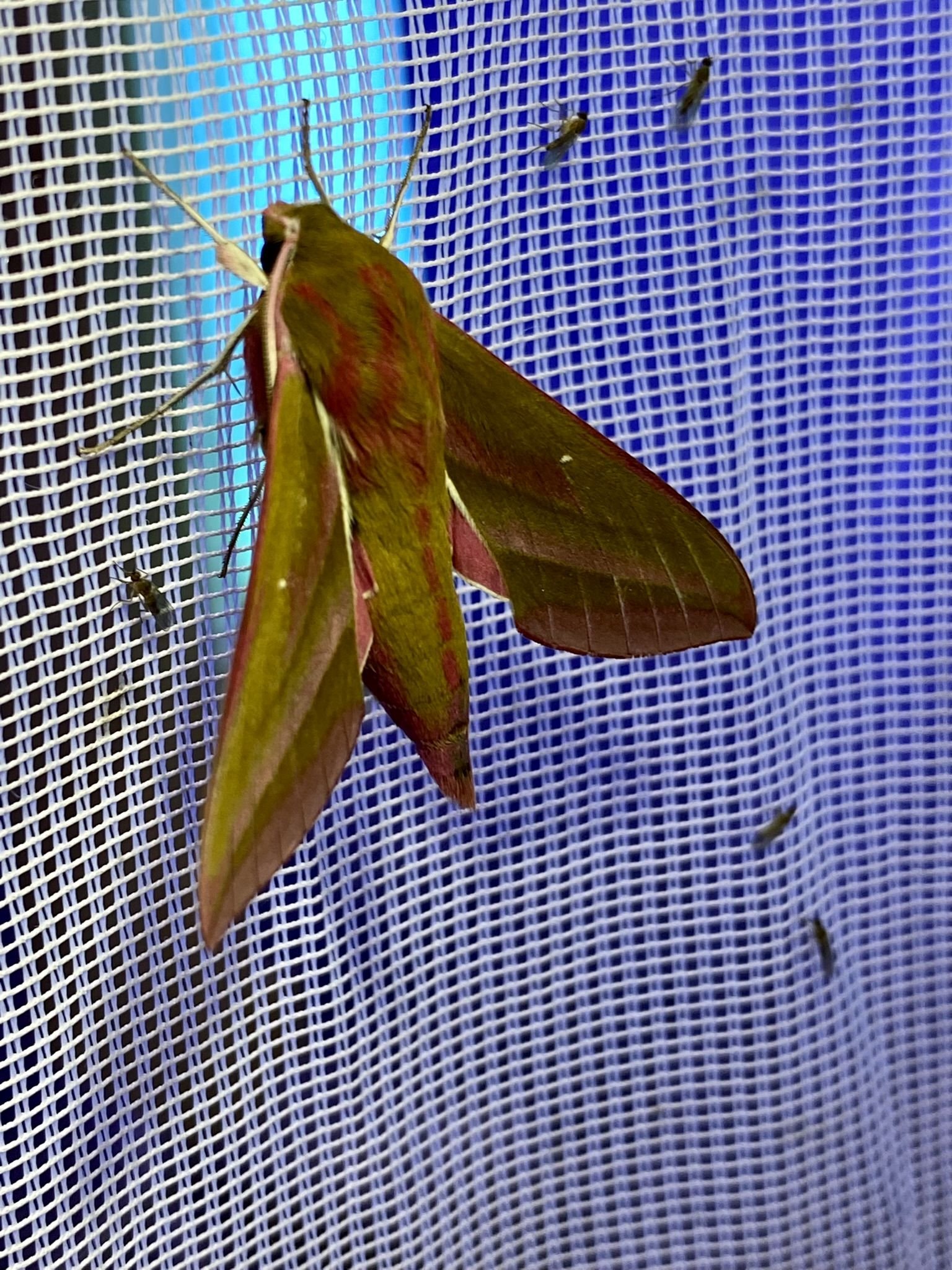 Der Mittlere Weinschwärmer (Deilephila elpenor) ist ein Schmetterling der zur Familie der Schwärmer gehört. Die Falter erreichen eine Flügelspannweite von 45 bis 60 Millimetern / Jan Ole Kriegs