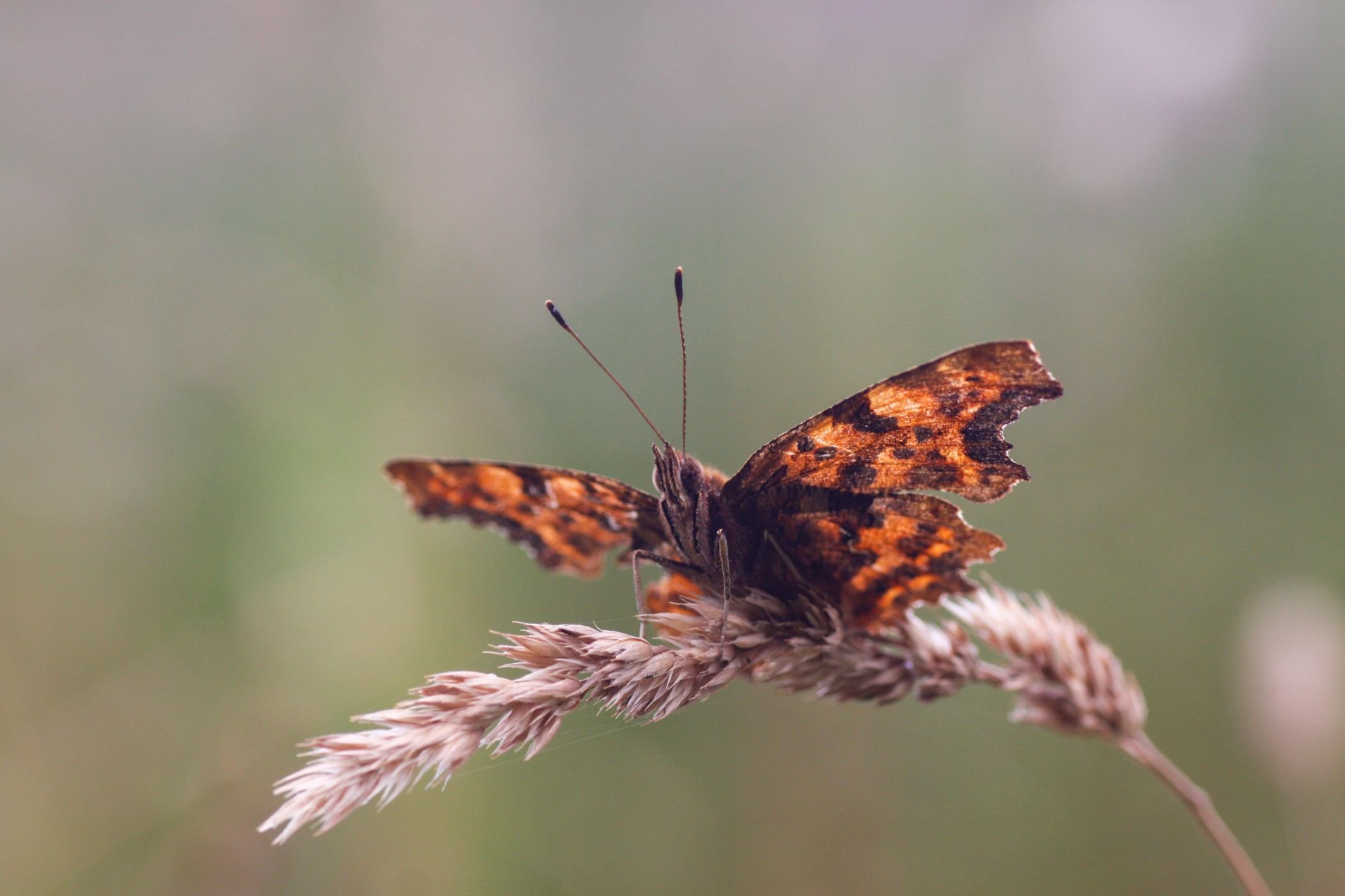 Insekten wie der C-Falter sollen möglichst von vielen Menschen beobachtet und in der App OBsIdentify erfasst werden / Jan Ole Kriegs