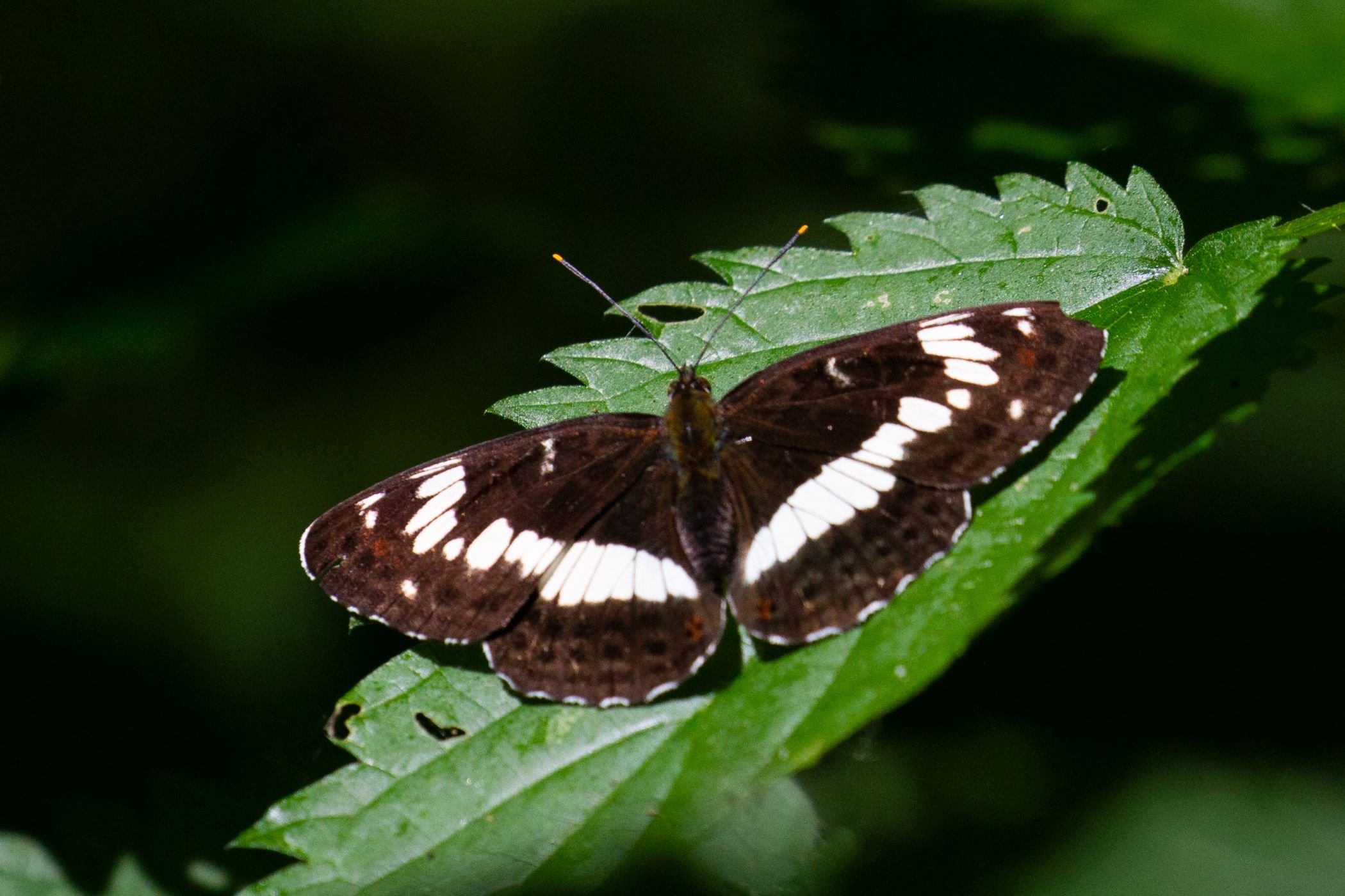 Sein Name klingt wie der eines Vogels und doch handelt es sich bei dem Kleinen Eisvogel um einen Schmetterling / Jan Ole Kriegs