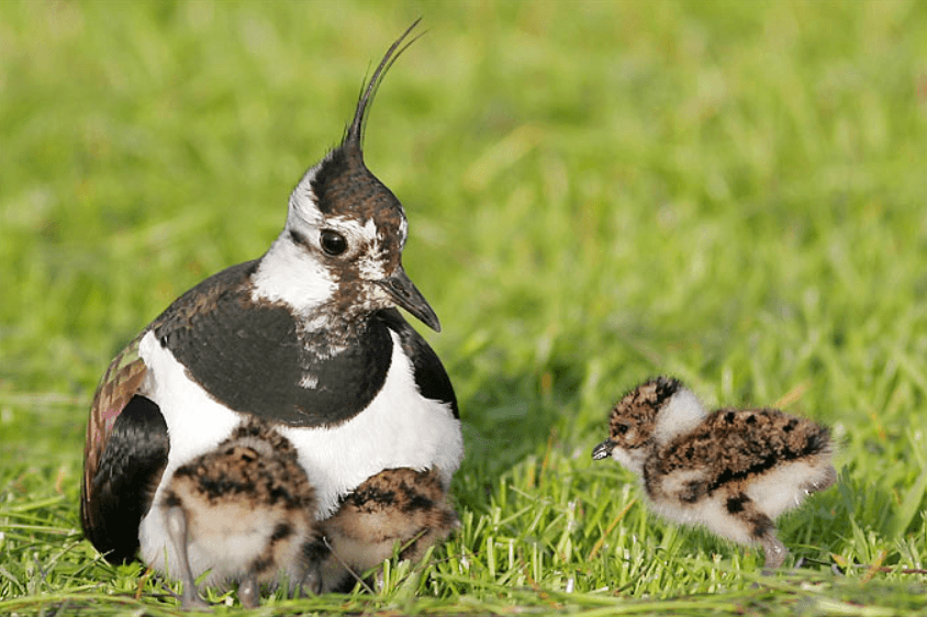 Kiebitz mit Küken - Foto: NABU/Thorsten Krüger