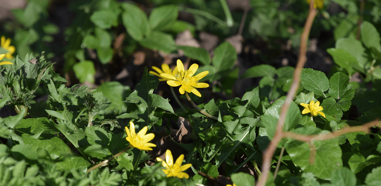 Das Scharbockskraut ist eine Pflanzenart aus der Familie der Hahnenfußgewächse und ist ein Geophyt, ein sogenannter Frühjahrsblüher. Foto: LWL/Mohr